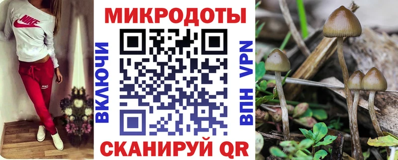 Псилоцибиновые грибы Psilocybe  Находка 